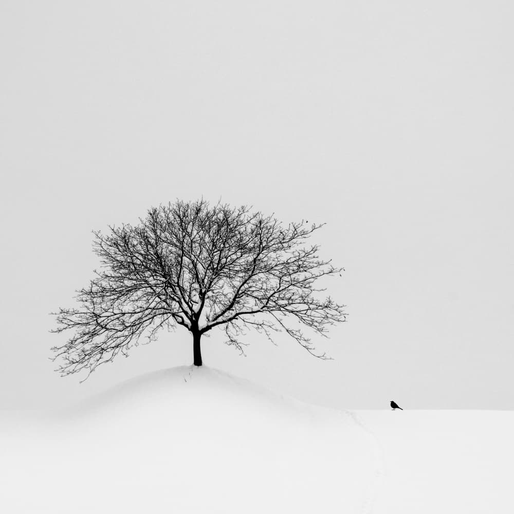Solitary Winter Tree by Renate Wasinger — canvas wall art