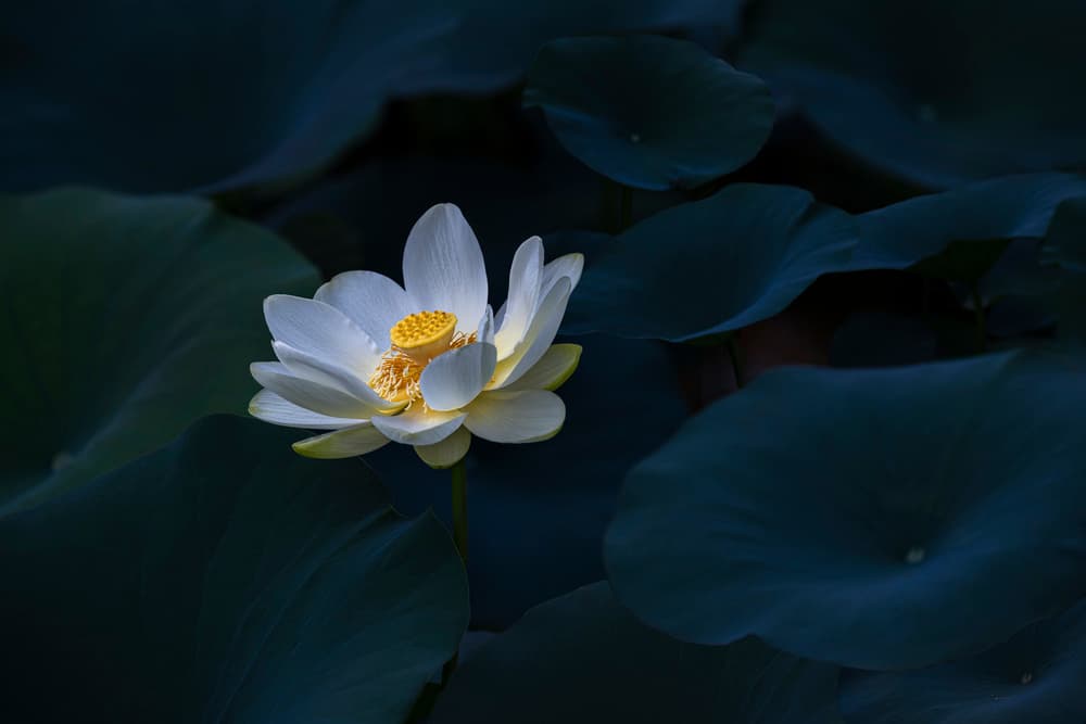 Serene White Lotus by James S. Chia — canvas wall art