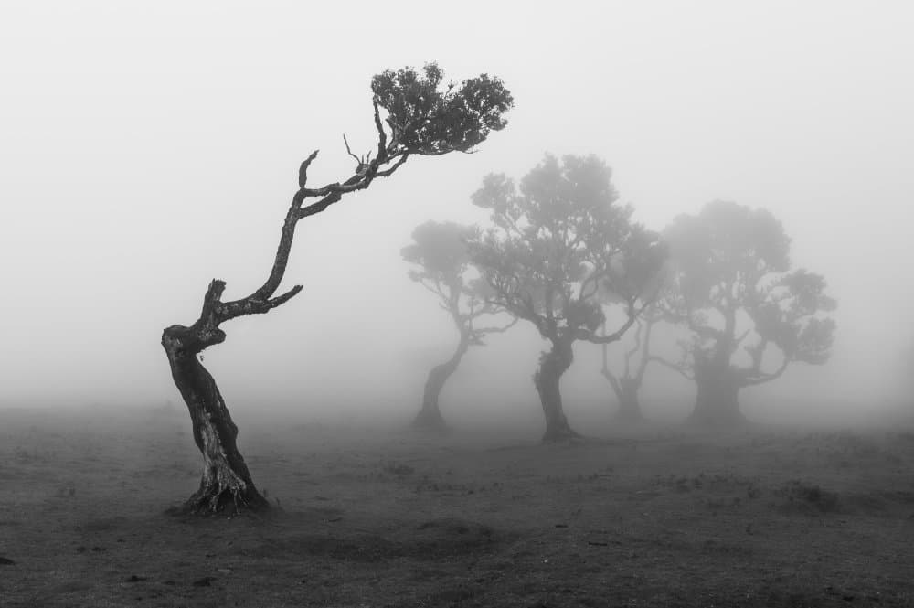 Misty Gnarled Tree by Tomas Frolec — canvas wall art