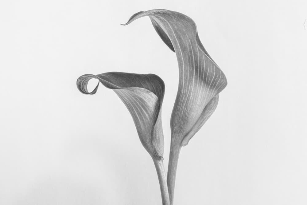 Elegant Calla Lilies by Lisa Zhang — canvas wall art