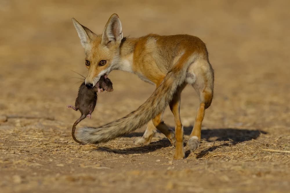 Fox Carries Its Prey by David Manusevich — canvas wall art