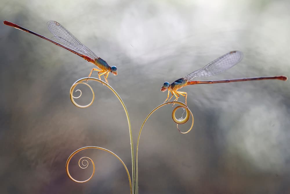 Graceful Damselfly Spirals by Abdul Gapur Dayak — canvas wall art