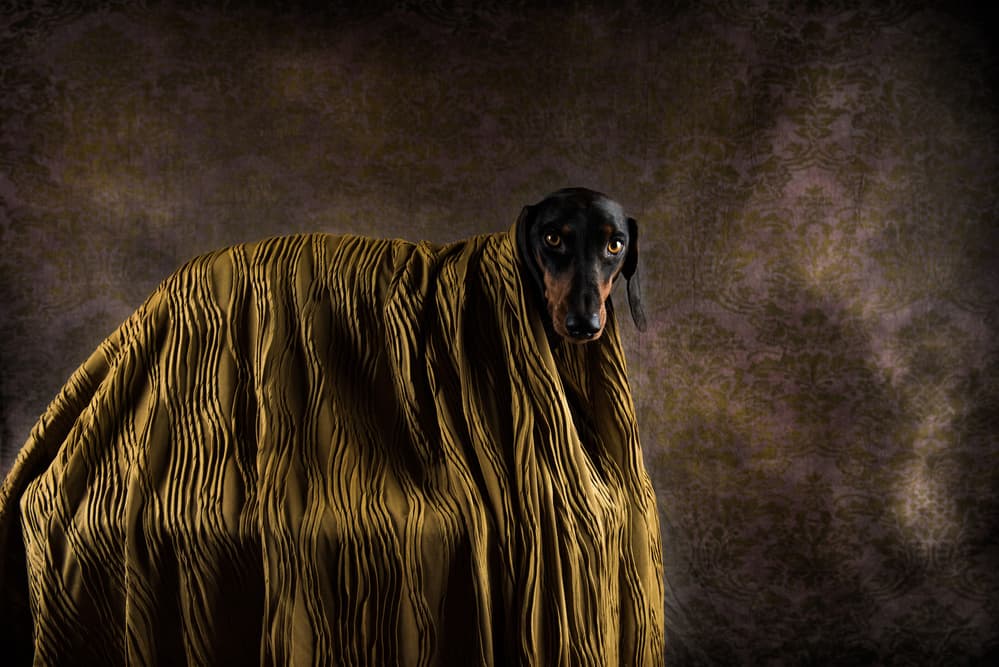 Cozy Dachshund Portrait by Heike Willers — canvas wall art