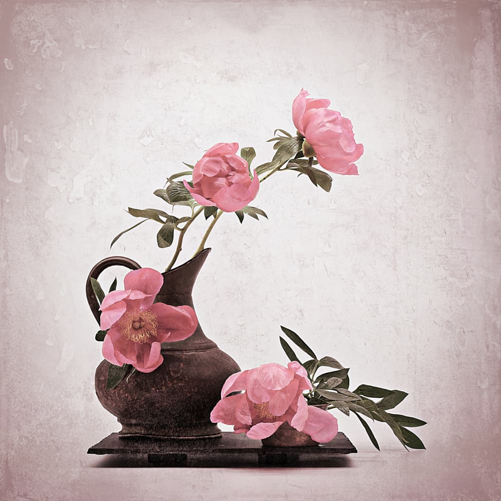 Soft Pink Peonies by Saskia Dingemans — canvas wall art