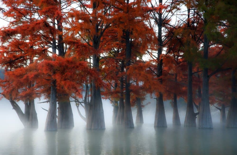 Autumn Foggy Cypress Trees by Dmitry Nesvetaylov — canvas wall art