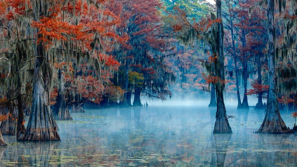Misty Autumn Cypress Trees by James Bian — canvas wall art