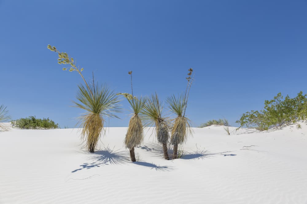 Yucca in White Dunes by Melanie Viola — canvas wall art