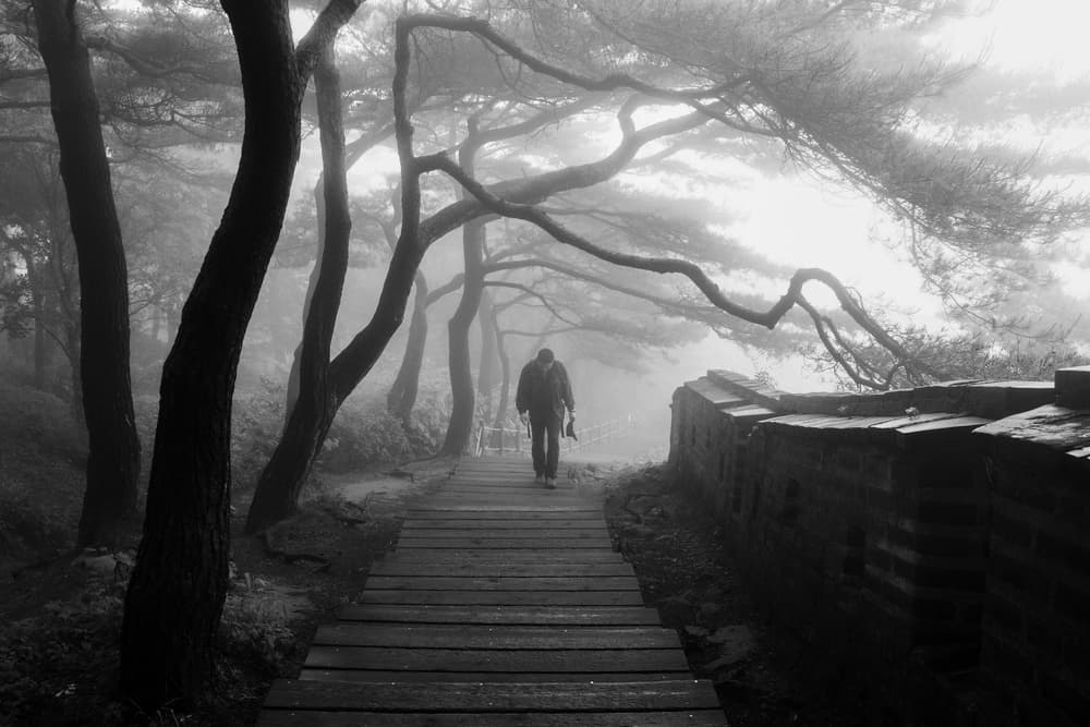 Misty Forest Wanderer by Shin Woo Ryu — canvas wall art