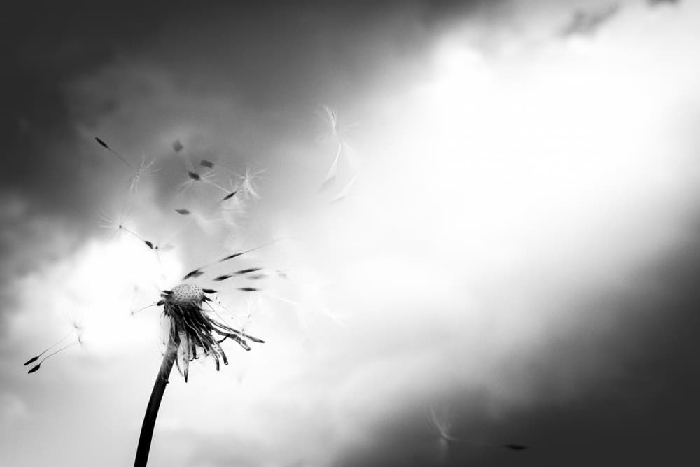 Dandelion Seed Flight by Satoru Goto — canvas wall art