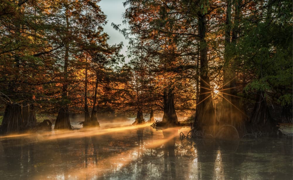 Cypress Swamp Sunrise by Jenny Qiu — canvas wall art
