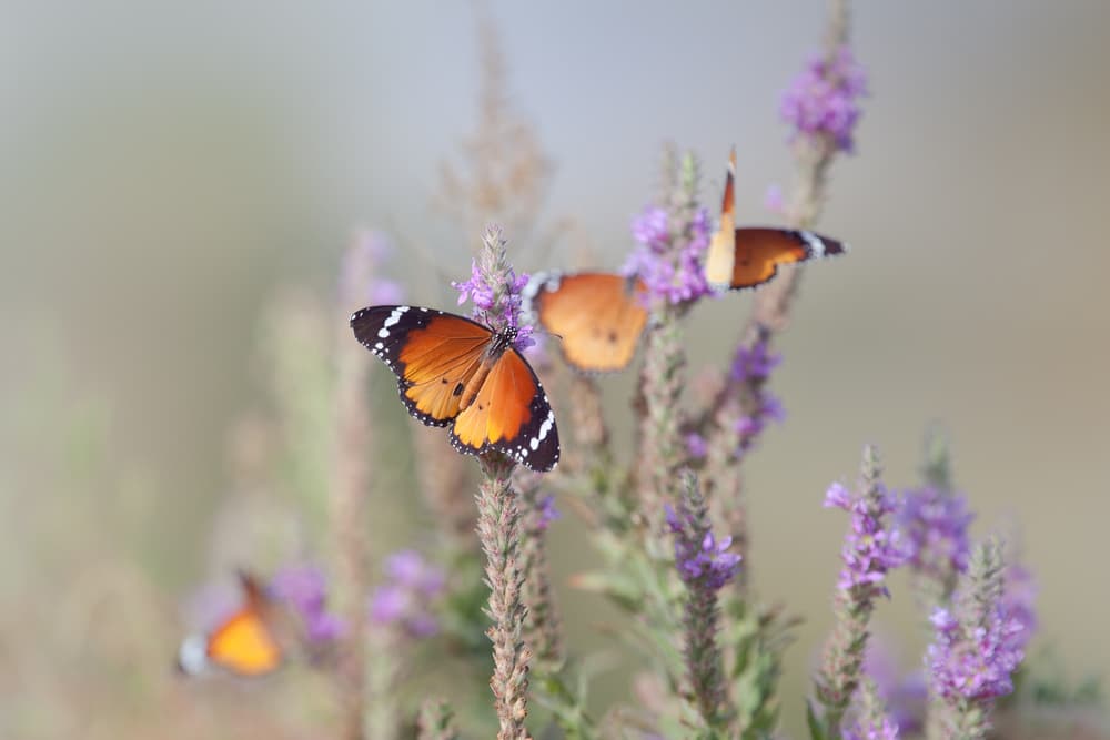 Orange Butterflies on Lavender by Natalia Rublina — canvas wall art