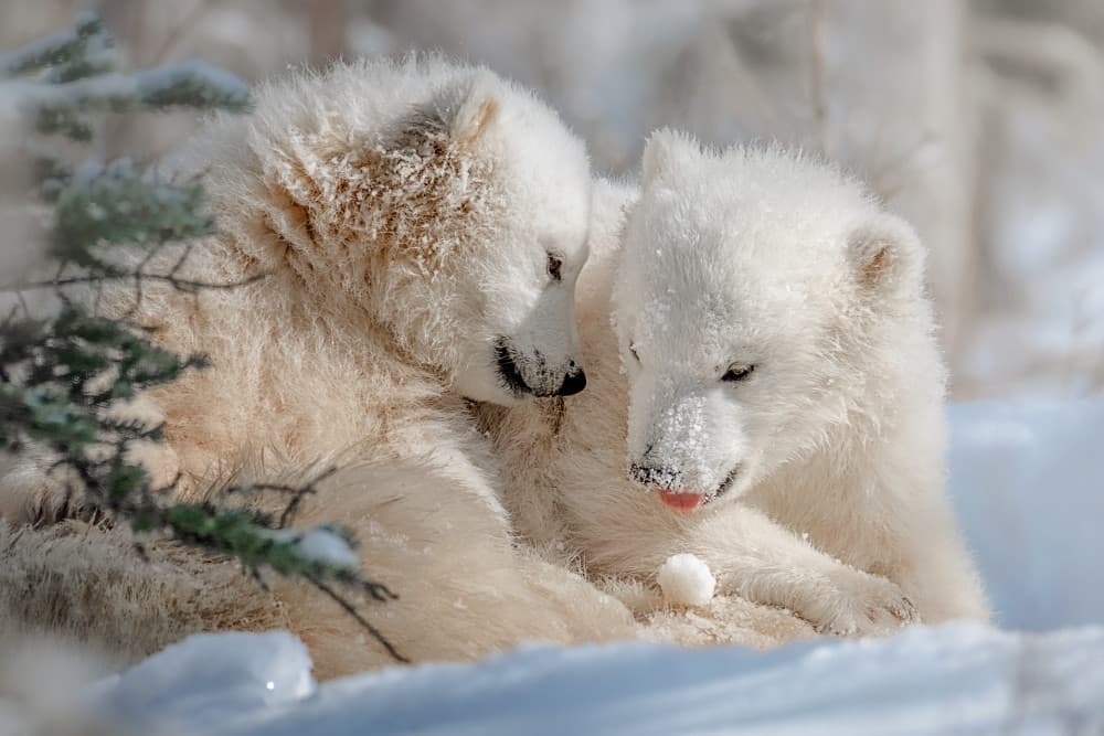 Snowy Polar Bear Cubs by Siyu_Wei APA — canvas wall art