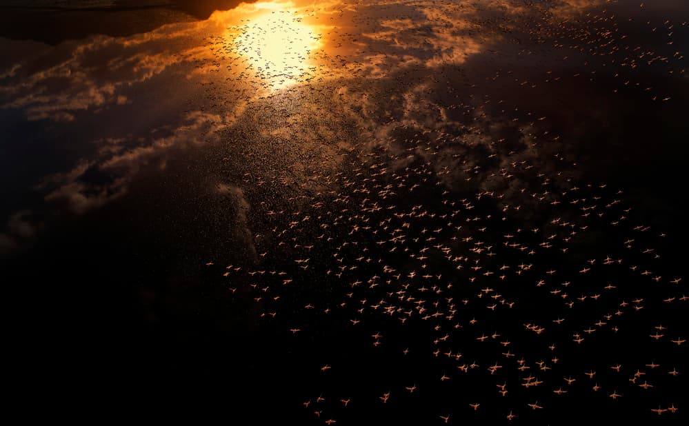 Golden Flamingo Flight by Phillip Chang — canvas wall art