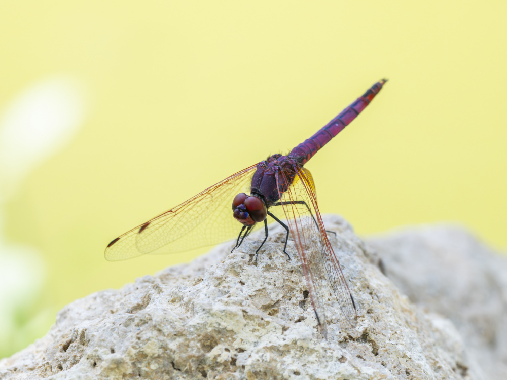 Purple Dragonfly on Rock by engin akyurt — canvas wall art