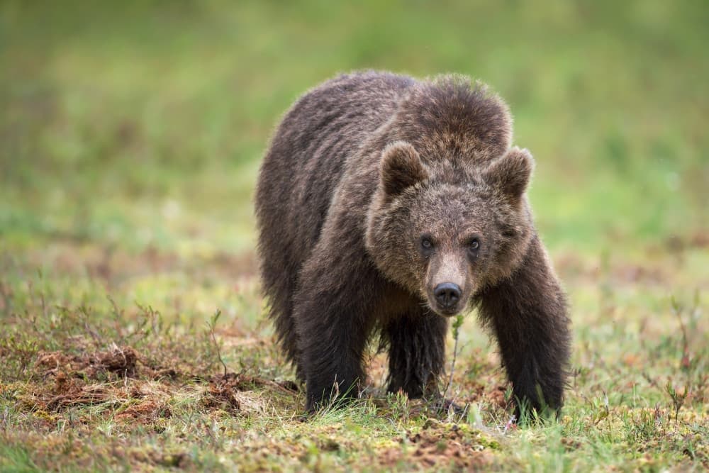 Watchful Brown Bear by Marco Pozzi — canvas wall art