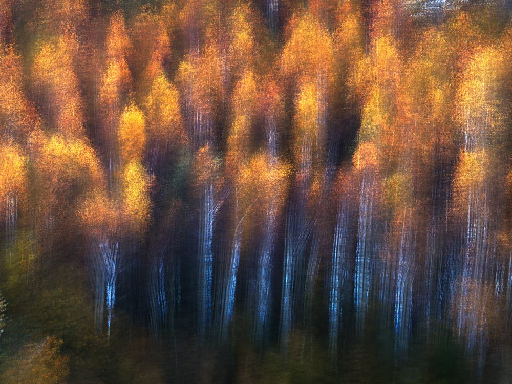 Abstract Golden Forest by Bingo Z — canvas wall art