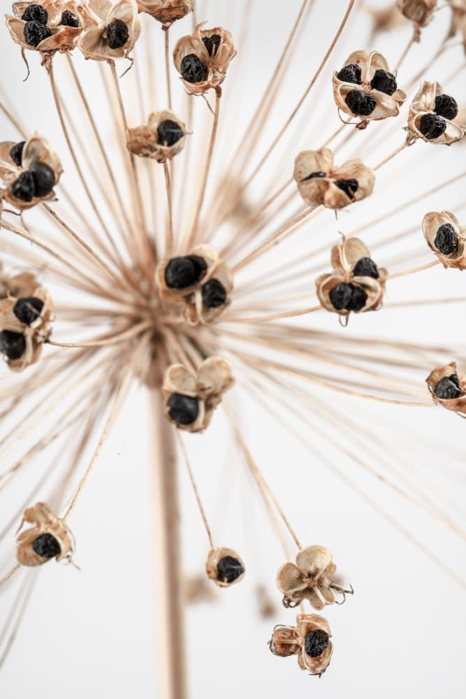 Delicate Allium Seed Pods by Pictufy Studio III — canvas wall art