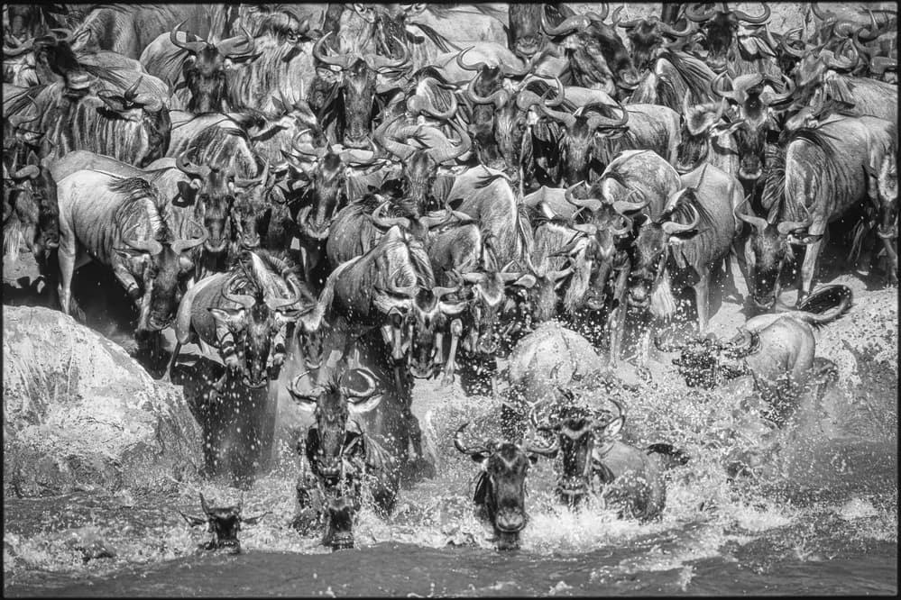 Wildebeest River Crossing by Jeffrey C. Sink — canvas wall art