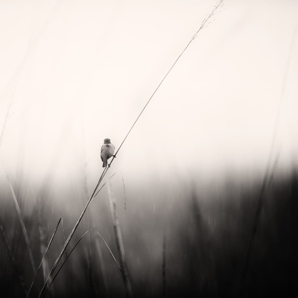 Lone Bird Perched by swapnil deshpande — canvas wall art