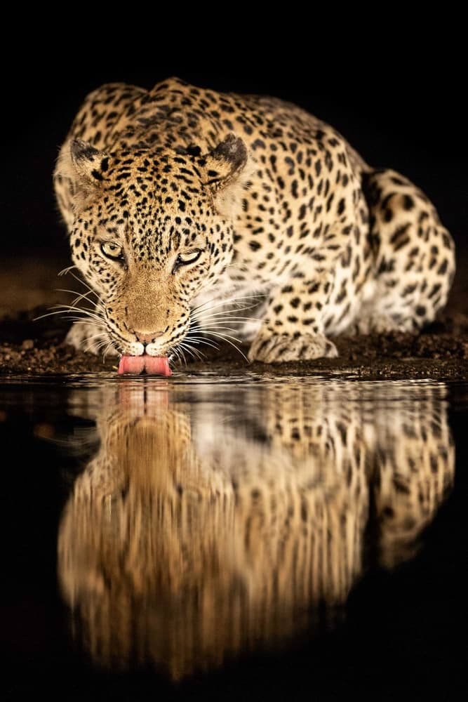 Leopard Drinking Reflection by Amnon Eichelberg — canvas wall art