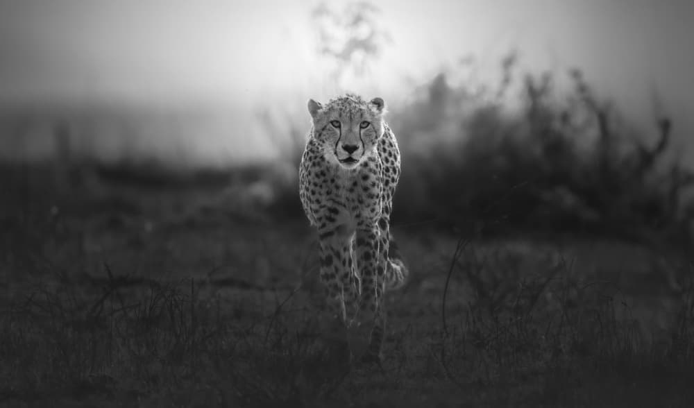 Wild Cheetah Gaze by Jayanta Guha — canvas wall art