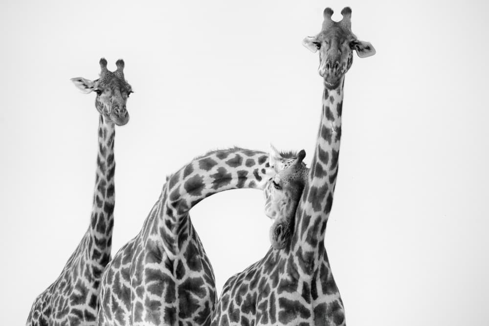 Black White Giraffe Bond by MIN LI — canvas wall art