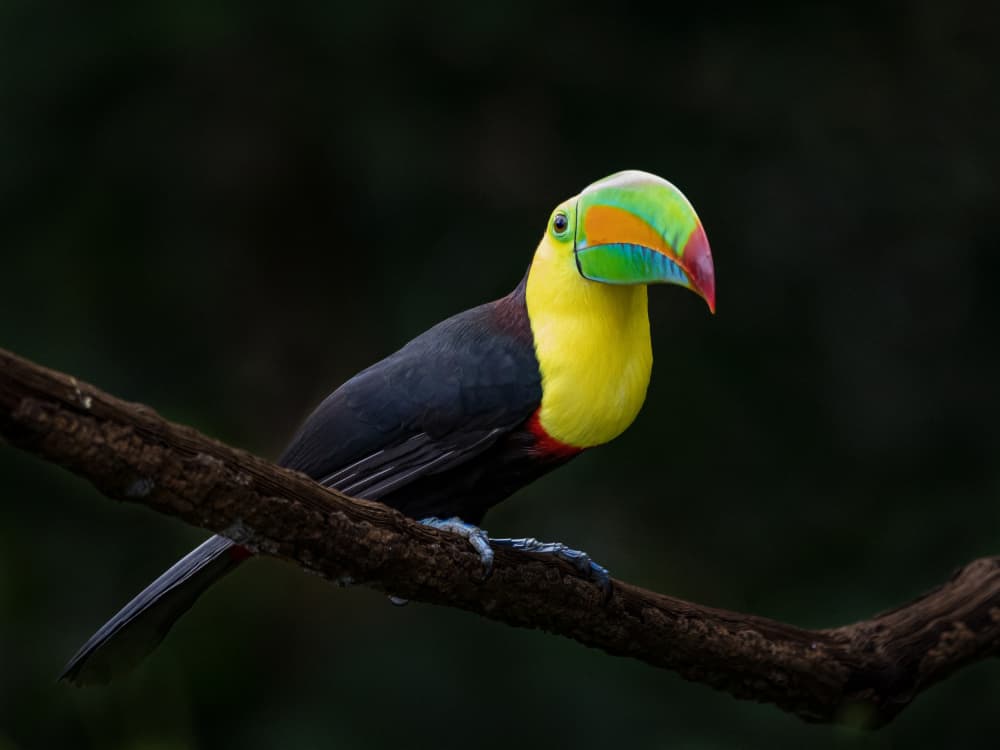 Vibrant Tropical Toucan by Xiaohong Zhang — canvas wall art
