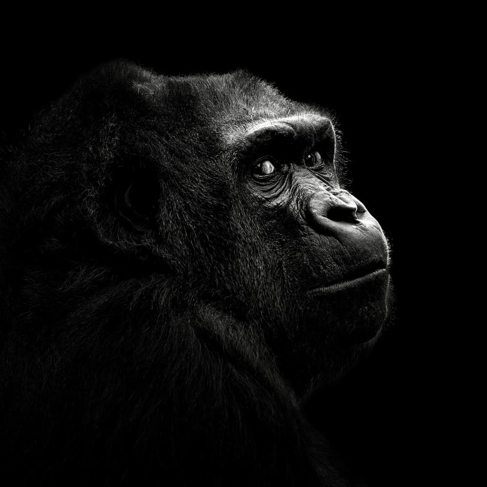 Gorilla Gaze by Christian Meermann — canvas wall art
