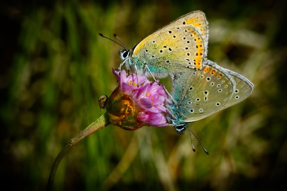Butterflies on Pink Bloom by Niels Christian Wulff — canvas wall art