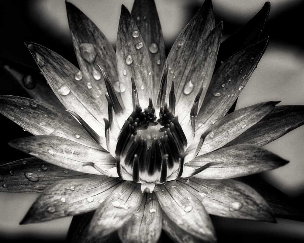 Dewy Lotus Bloom by Joerg Sannwald — canvas wall art