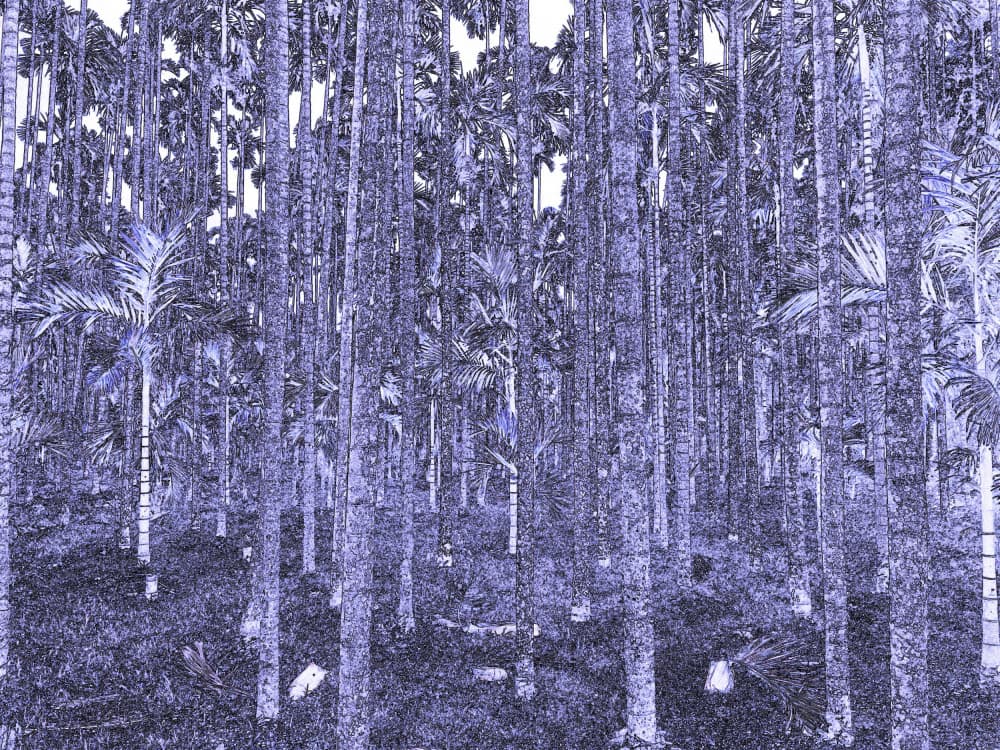Blue Palm Grove by Santhosh ch — canvas wall art