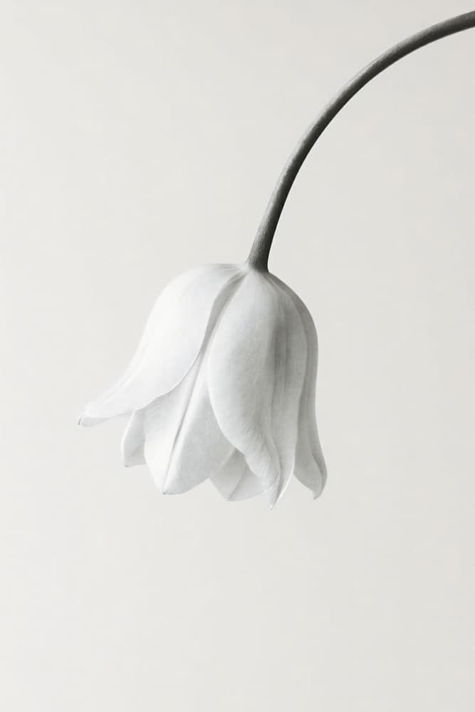 Elegant White Bloom by Annika Persson — canvas wall art