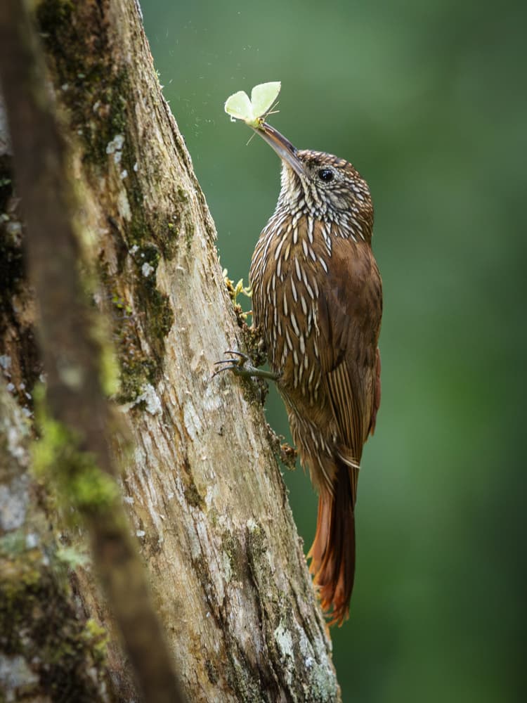 Forest Bird and Butterfly by Taksing (吉星高照) — canvas wall art