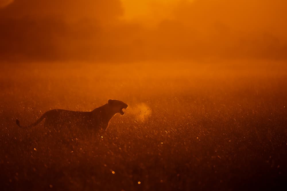 Roaring Lioness Golden Hour by Mohammed Alnaser — canvas wall art