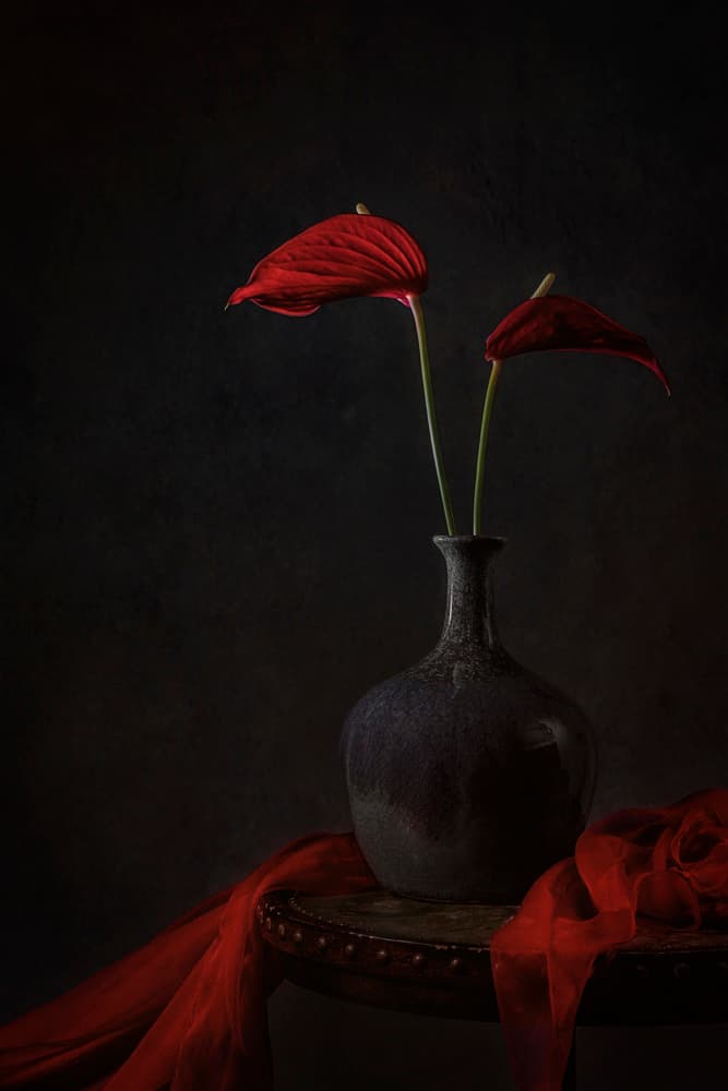 Moody Red Anthuriums by Lydia Jacobs — canvas wall art
