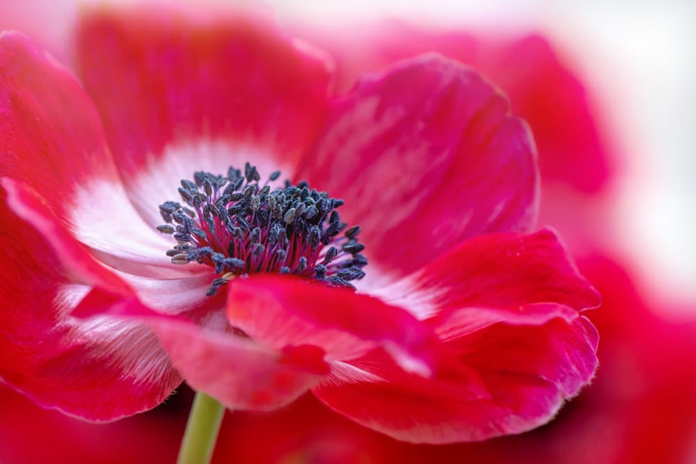 Vibrant Red Anemone by Jacky Parker — canvas wall art