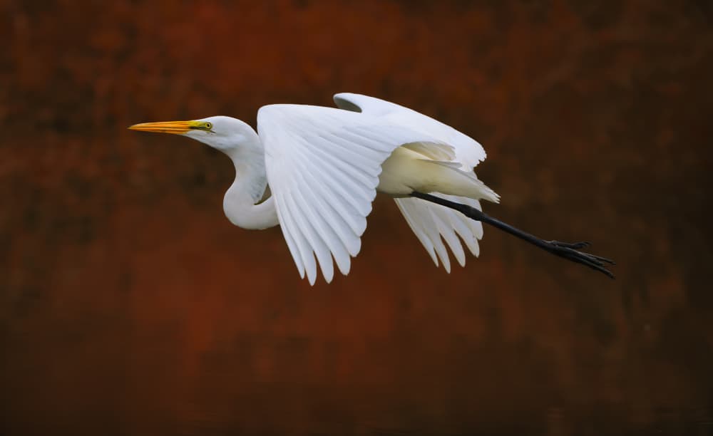 White Egret in Flight by Catherine Wang — canvas wall art