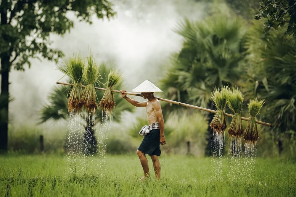 Traditional Rice Farmer by ADIREK M — canvas wall art