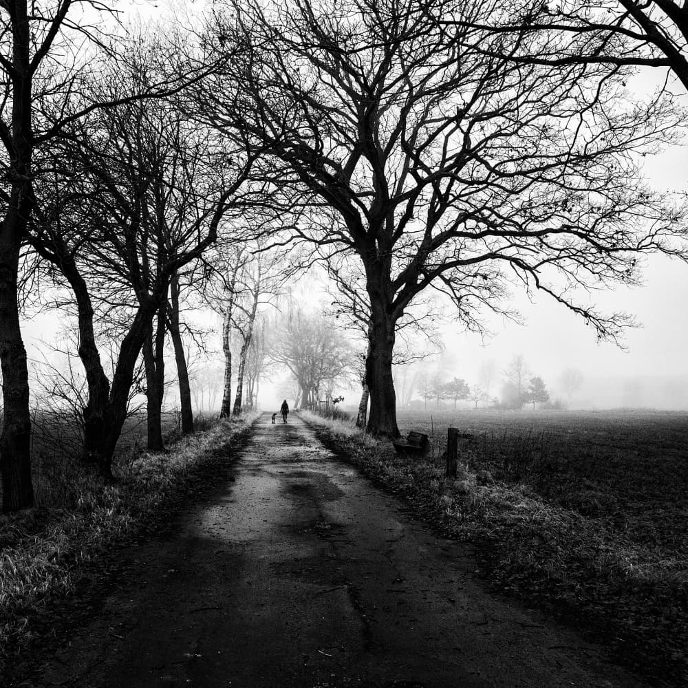 Foggy Winter Walk by Robert Kuavi — canvas wall art