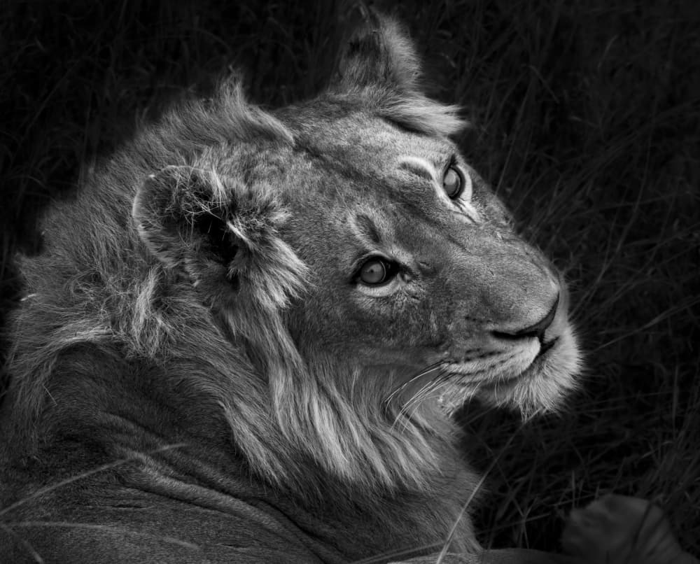 Majestic Lion Gaze by Claudi Lourens — canvas wall art