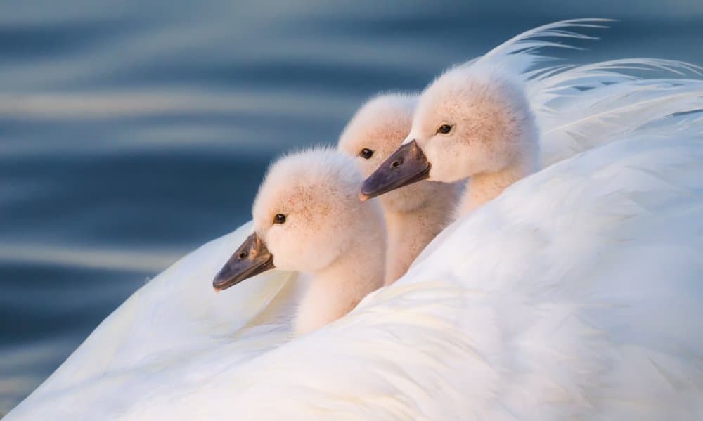 Baby Swans On Water by Jasmine Suo — canvas wall art