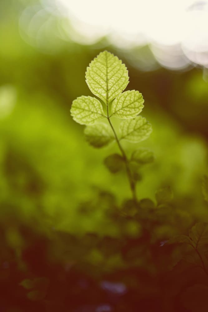 Sunlit Green Leaf by Tal Paz-Fridman — canvas wall art