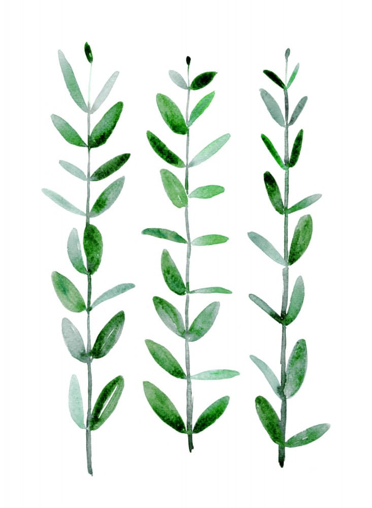 Delicate Green Botanicals by Rosana Laiz Blursbyai — canvas wall art
