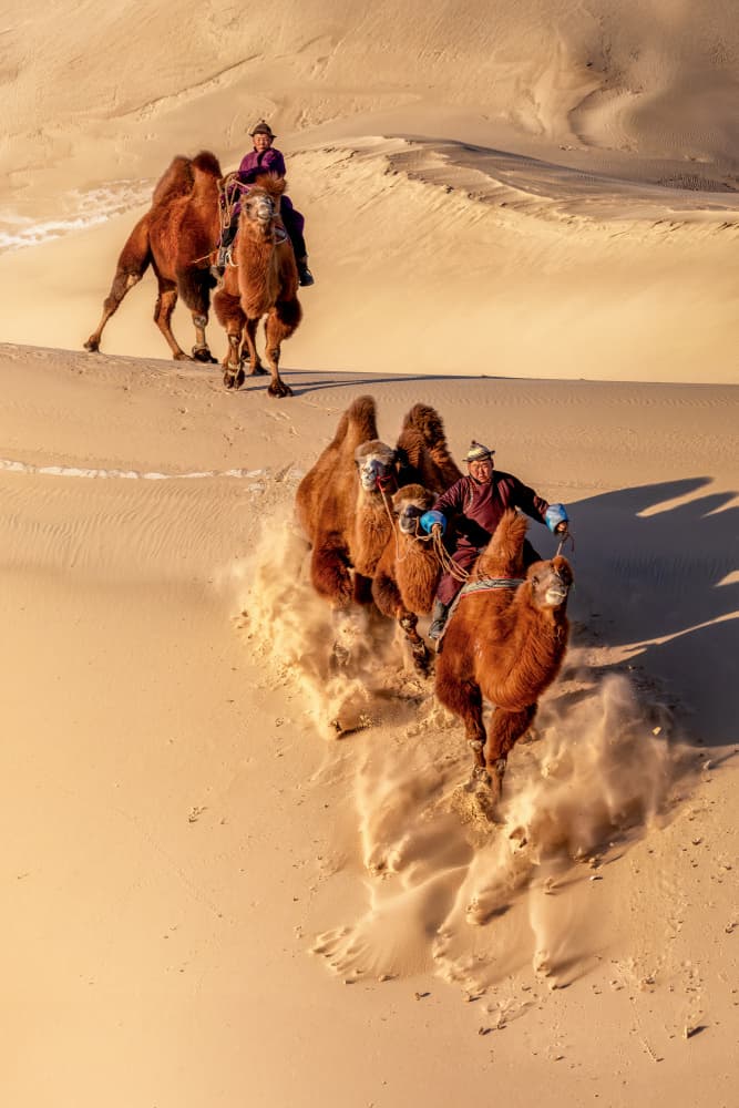 Racing Camels Desert Dunes by Carlos Cremades Pérez — canvas wall art