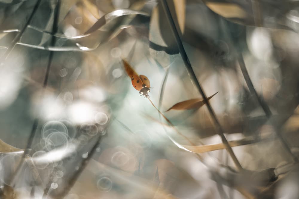 Delicate Ladybug Light by Heidi Westum — canvas wall art