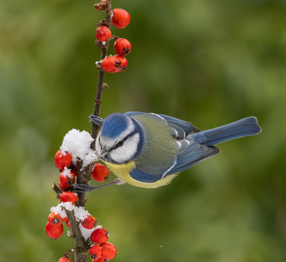 Blue Tit Winter Berries by Annie Keizer — canvas wall art