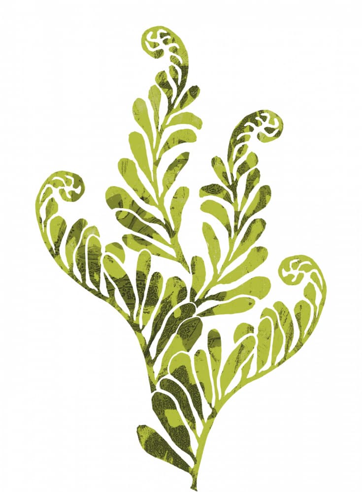 Organic Green Fern by Melissa McKeagney — canvas wall art