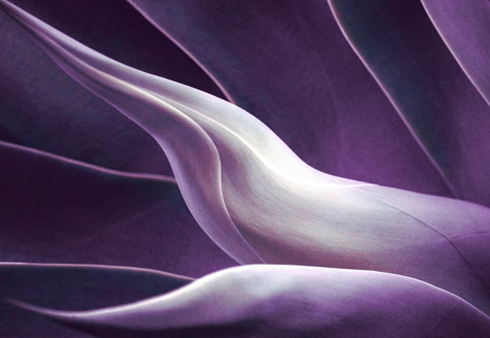 Abstract Purple Succulent by Robin Wechsler — canvas wall art
