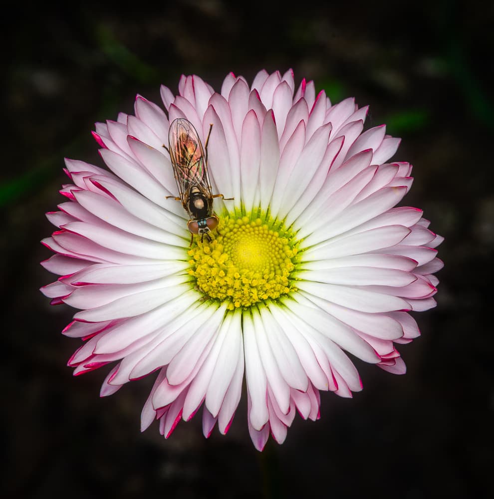Pink Daisy Visitor by Eduard Andrica — canvas wall art