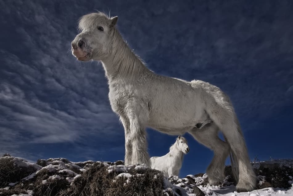 Wild Ponies Winter Sky by Bragi Ingibergsson - BRIN — canvas wall art